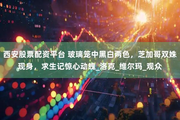 西安股票配资平台 玻璃笼中黑白两色，芝加哥双姝现身，求生记惊心动魄_洛克_维尔玛_观众